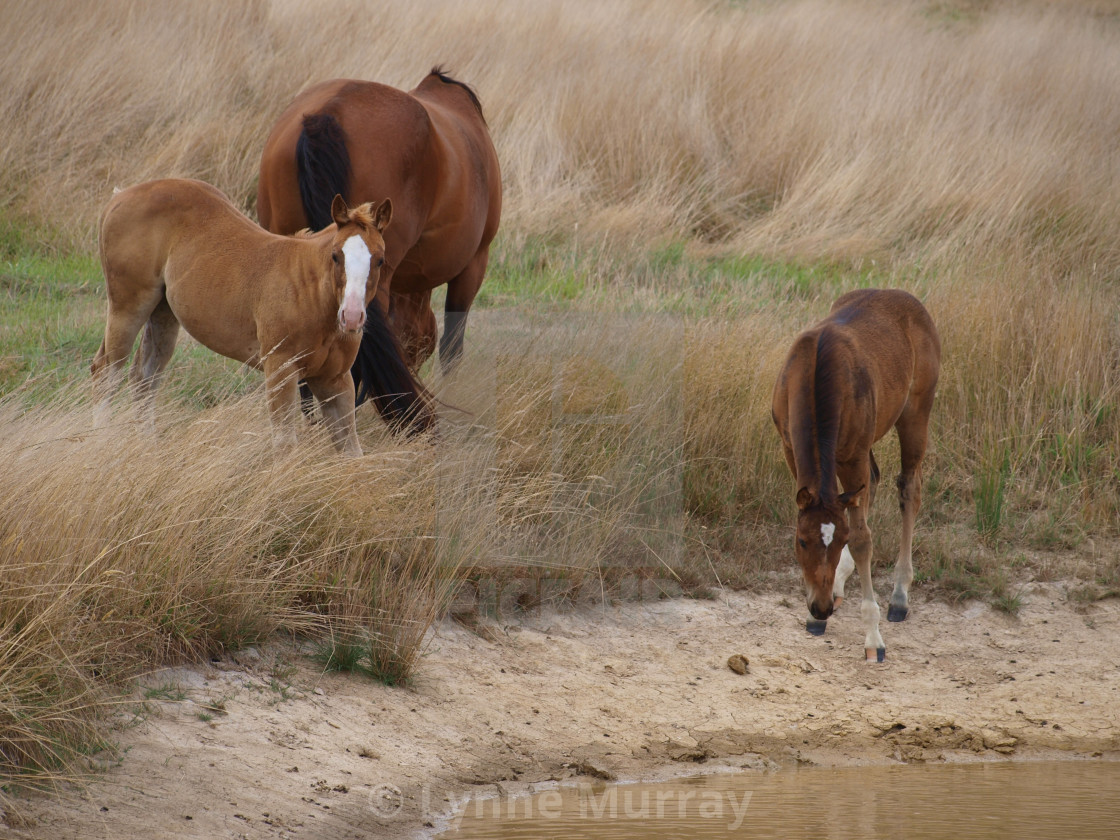 "Horses Mares and Foals" stock image