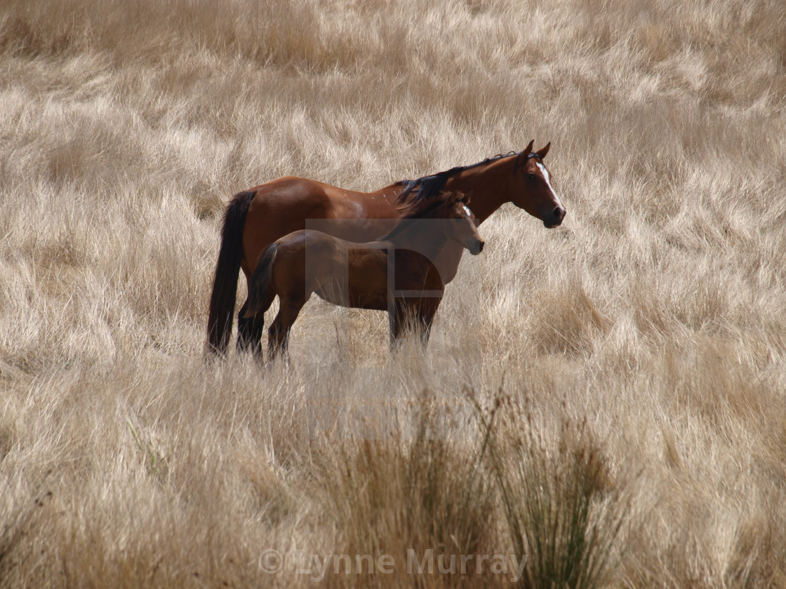 "Mare and Foal" stock image