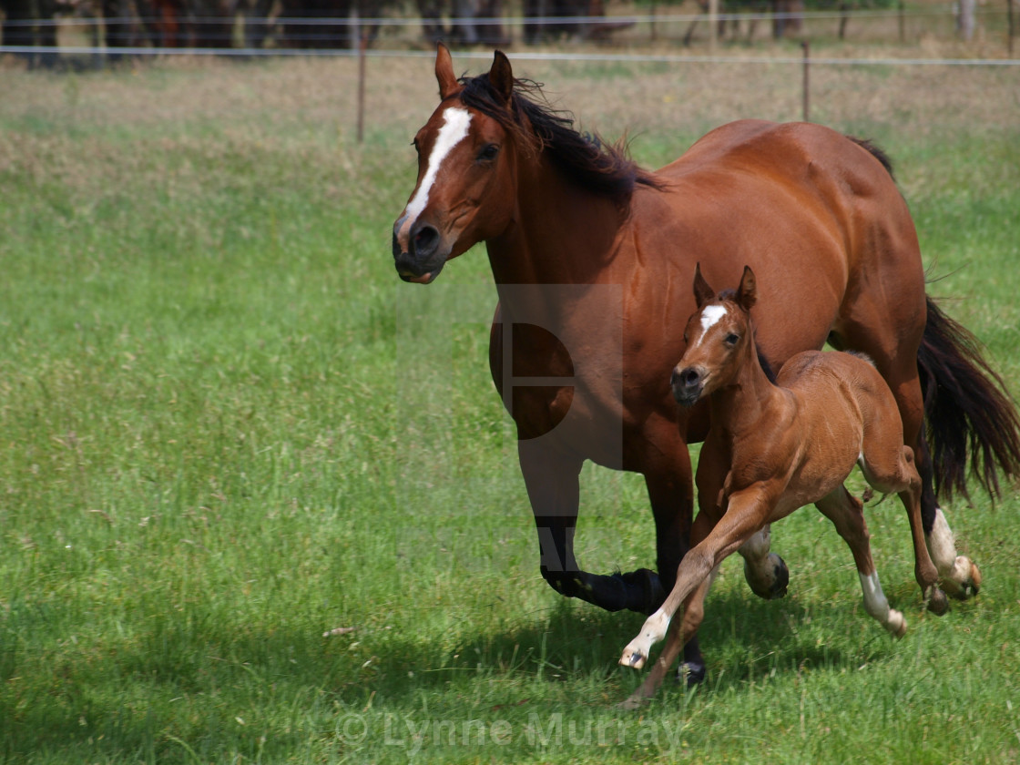 "Mare and Foal" stock image