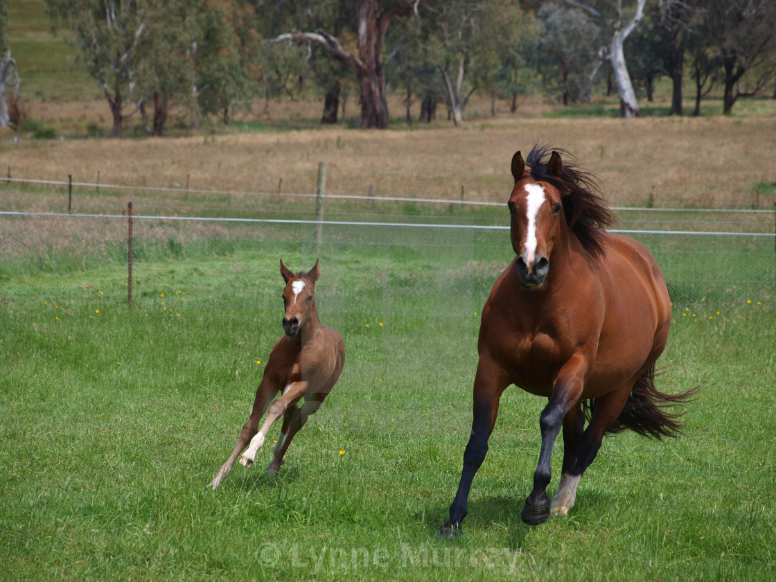 "Mare and Foal" stock image