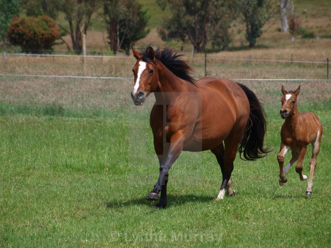 "Mare and Foal" stock image