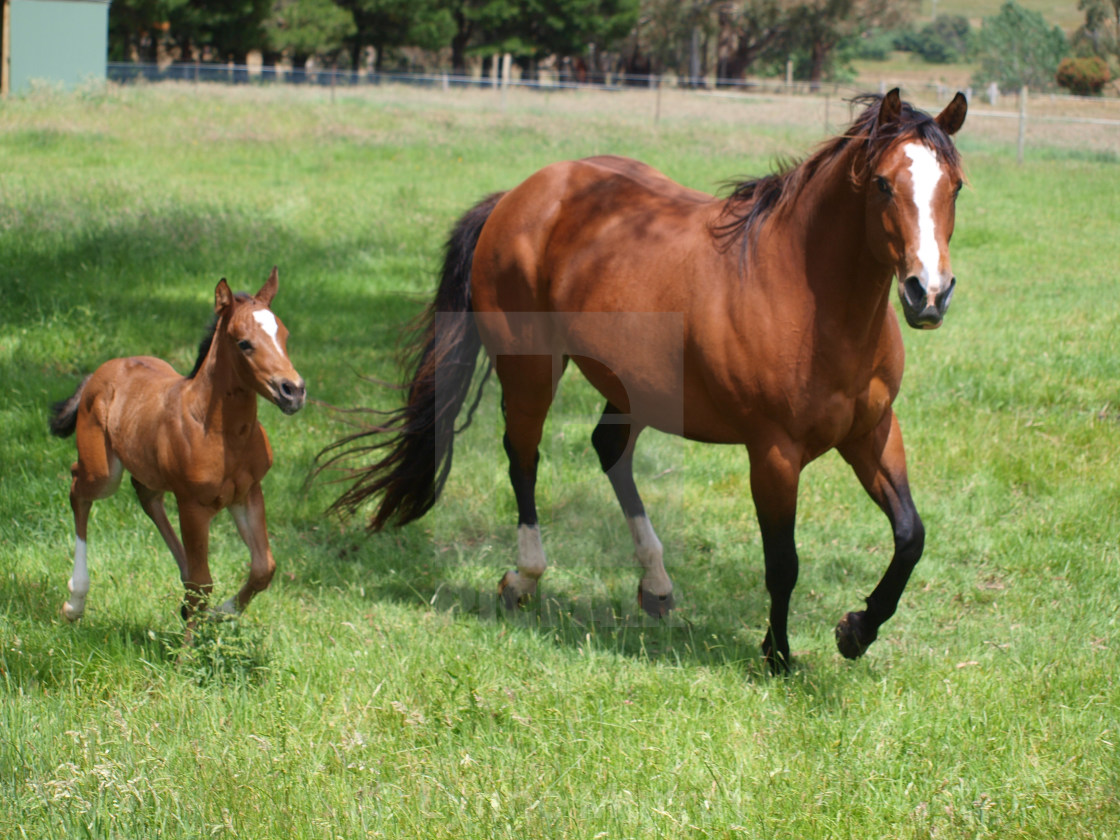 "Mare and Foal" stock image