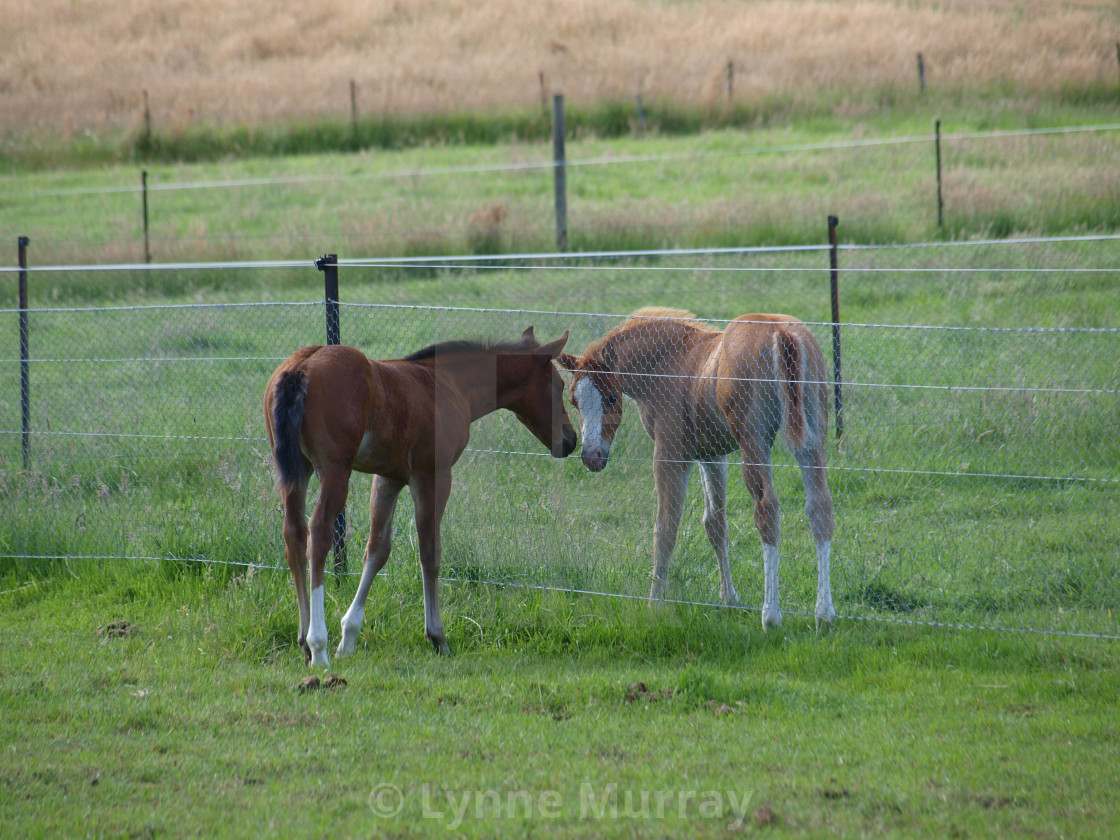 "Mare and Foal" stock image