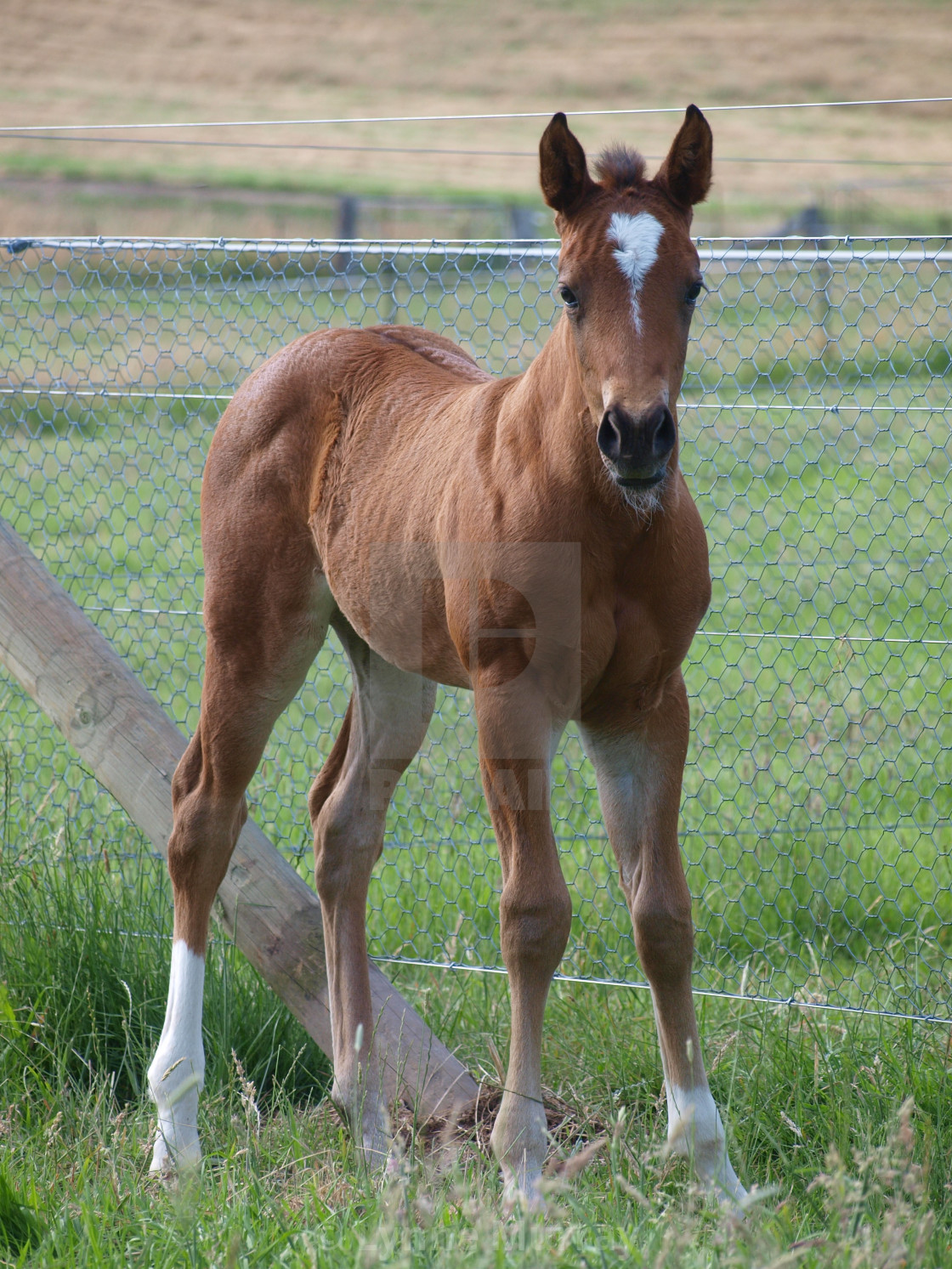 "Mare and Foal" stock image