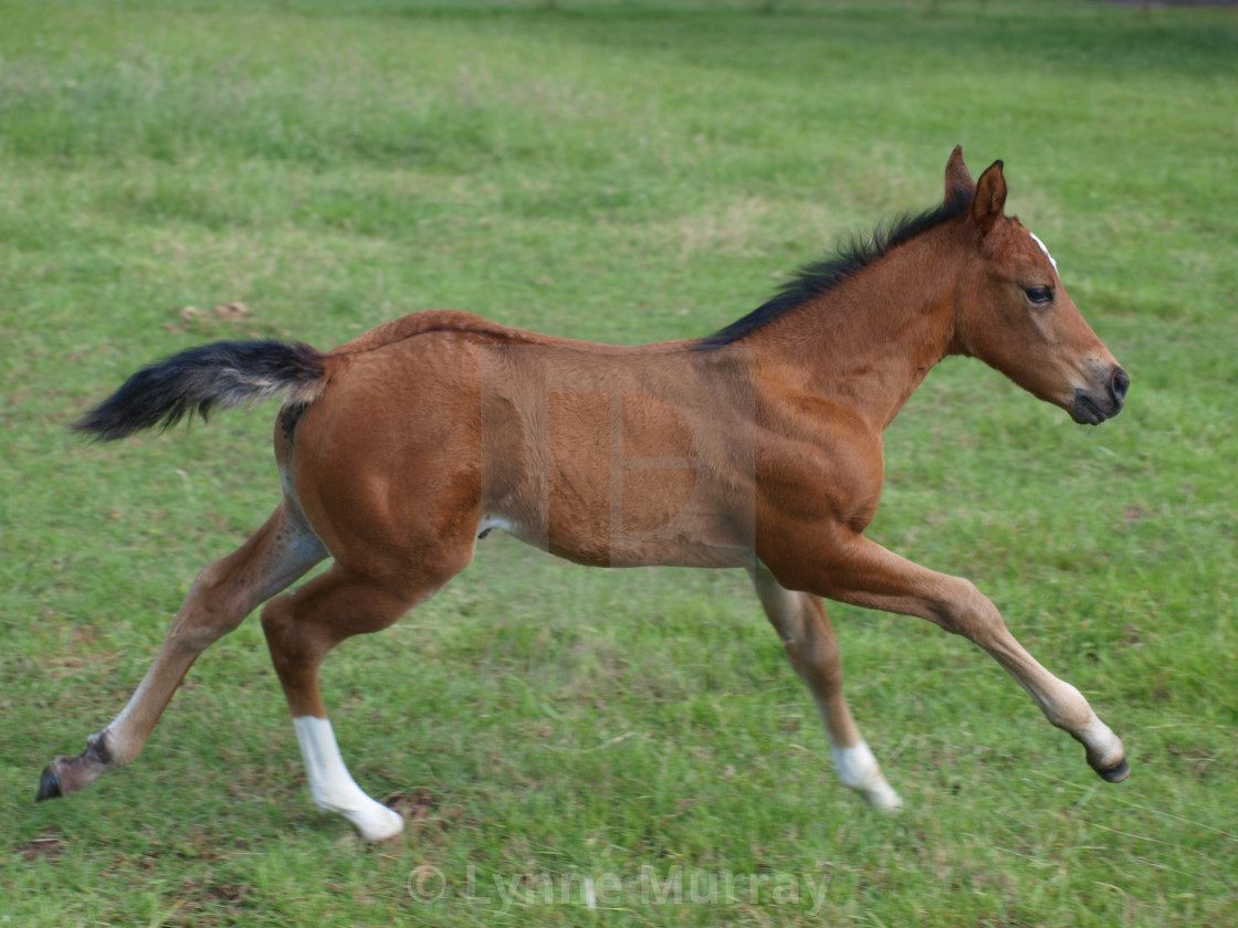 "Mare and Foal" stock image