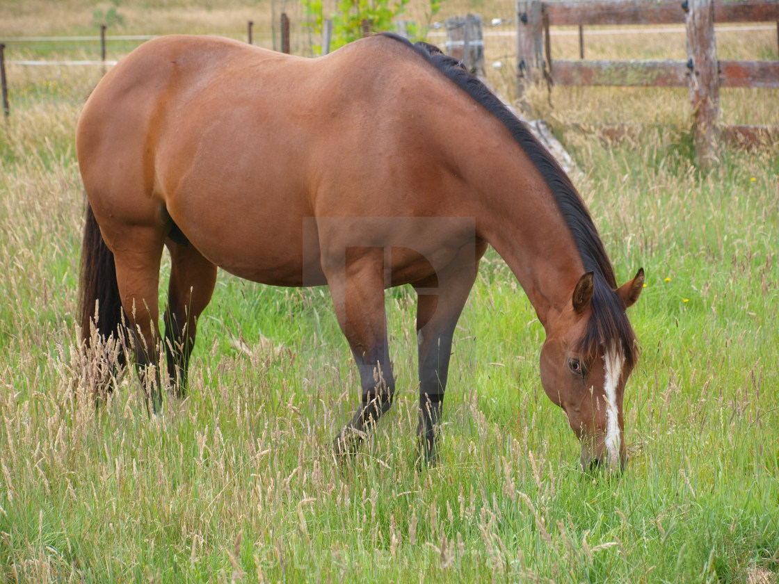 "Mare and Foal" stock image