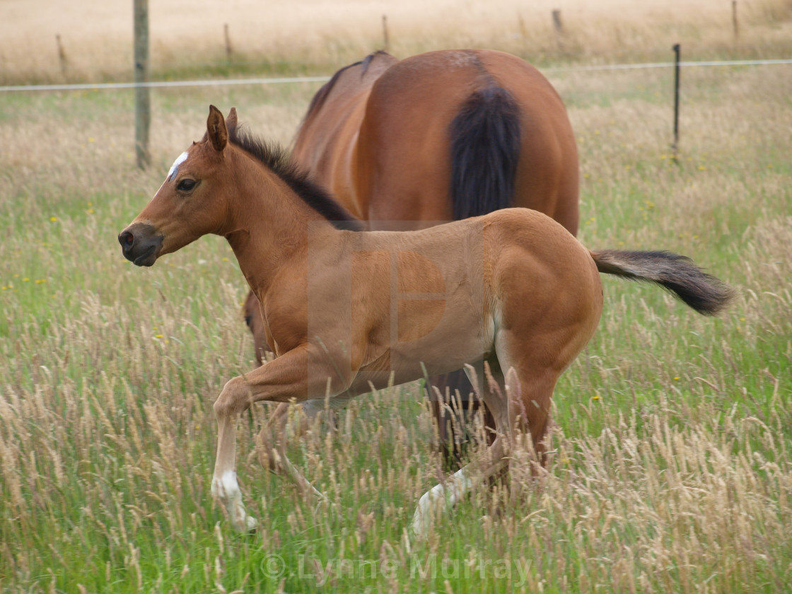 "Mare and Foal" stock image