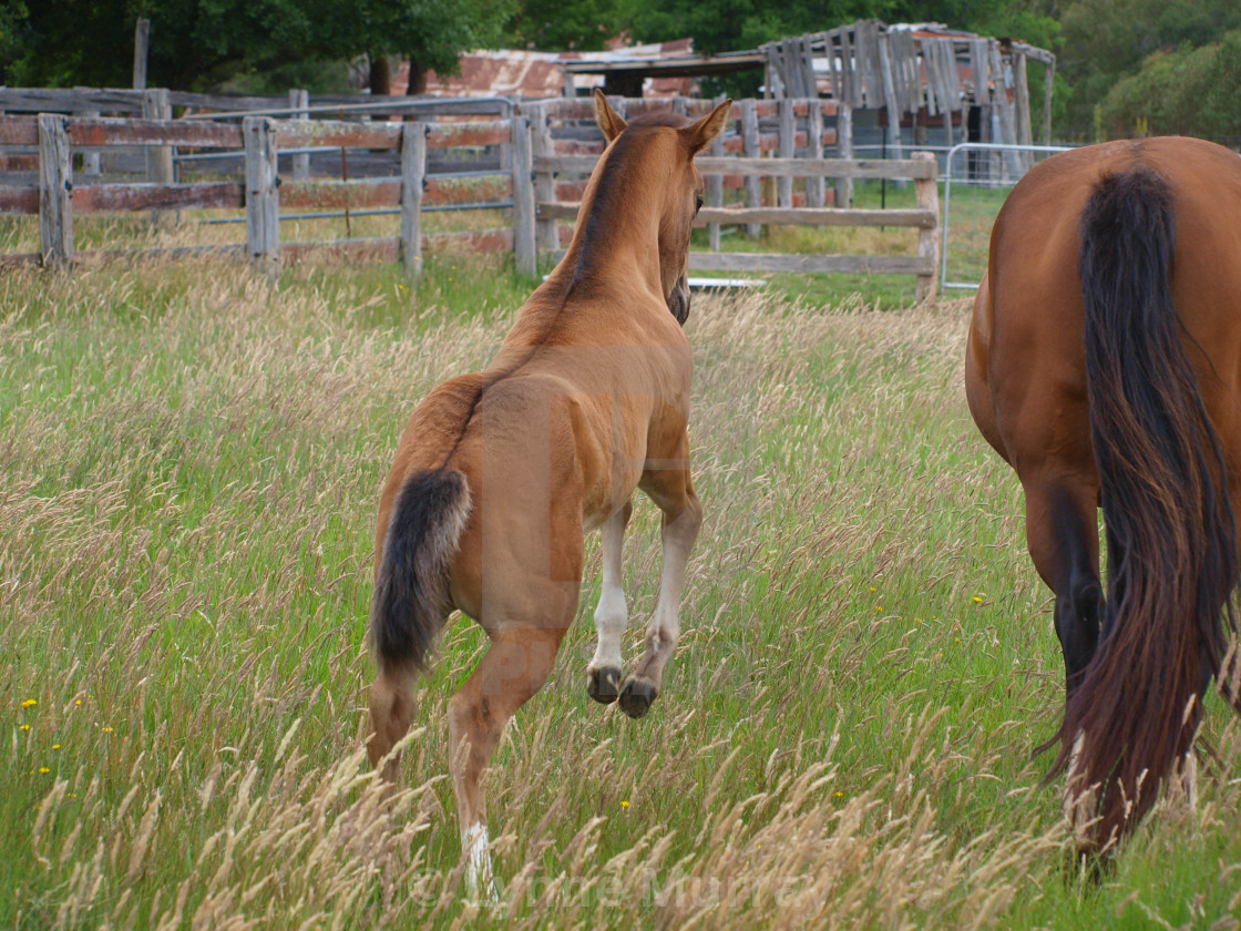 "Mare and Foal" stock image