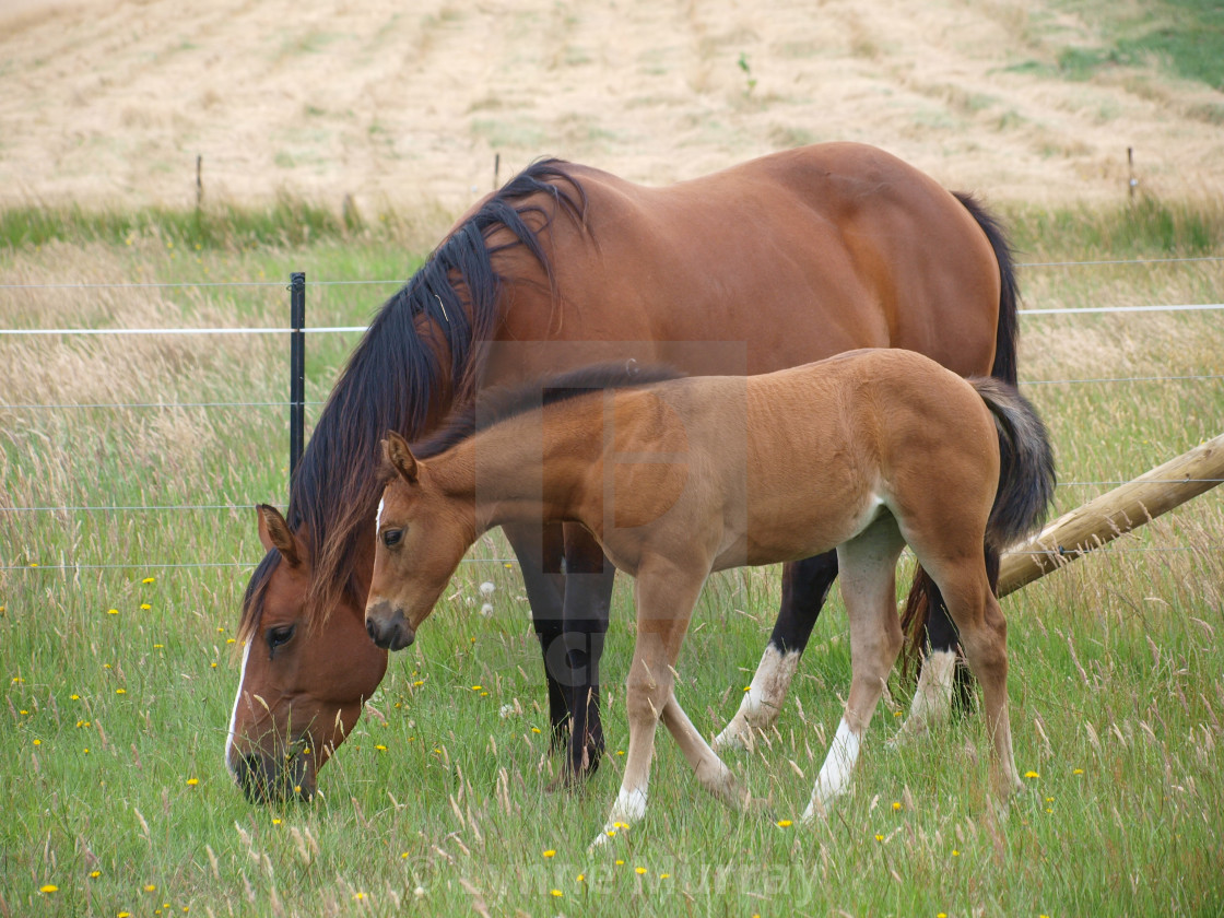 "Mare and Foal" stock image