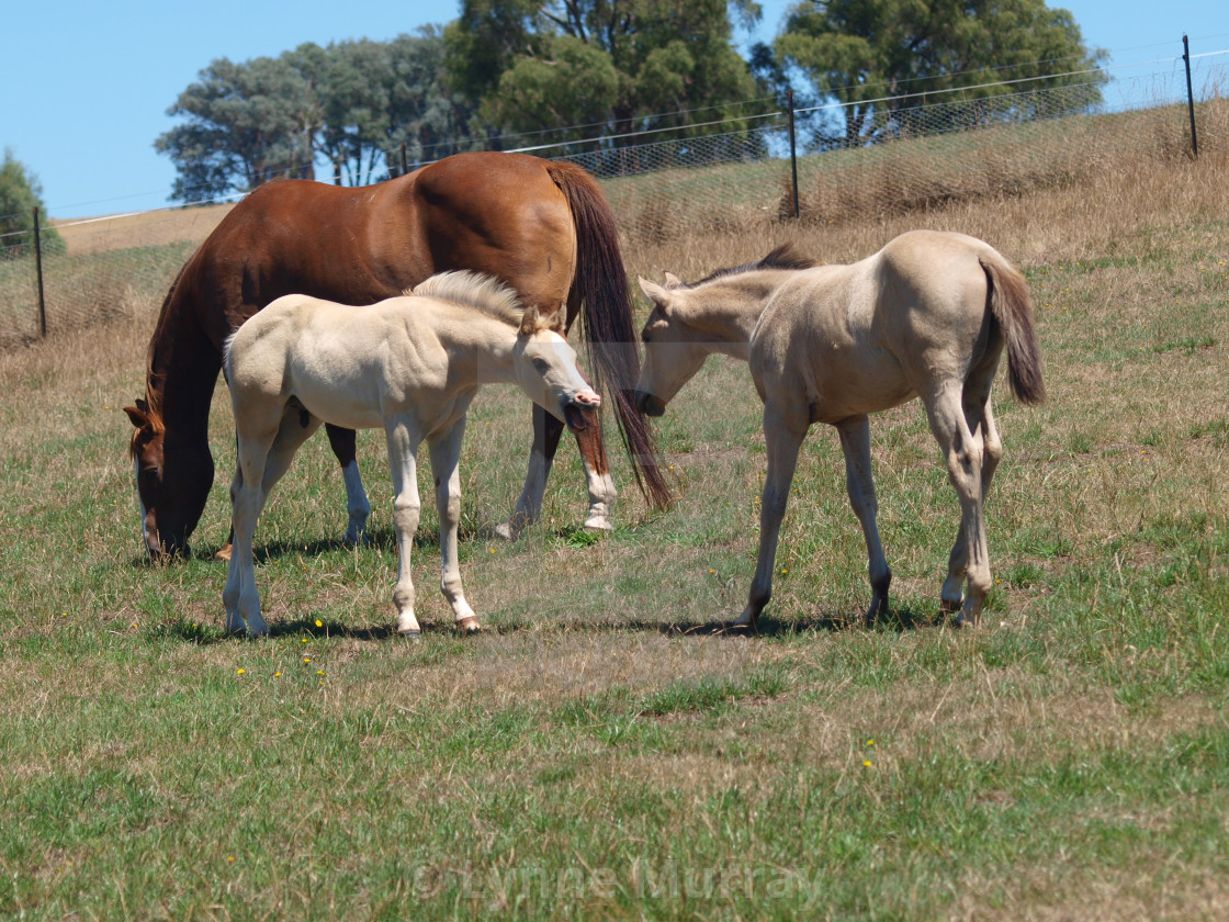 "Horses Mare and foal" stock image