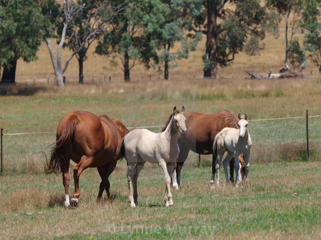 "Horses Mare and foal" stock image