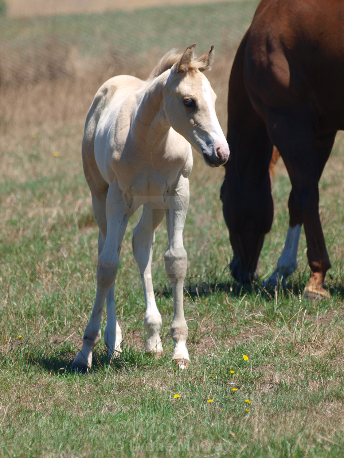 "Horses Mare and foal" stock image