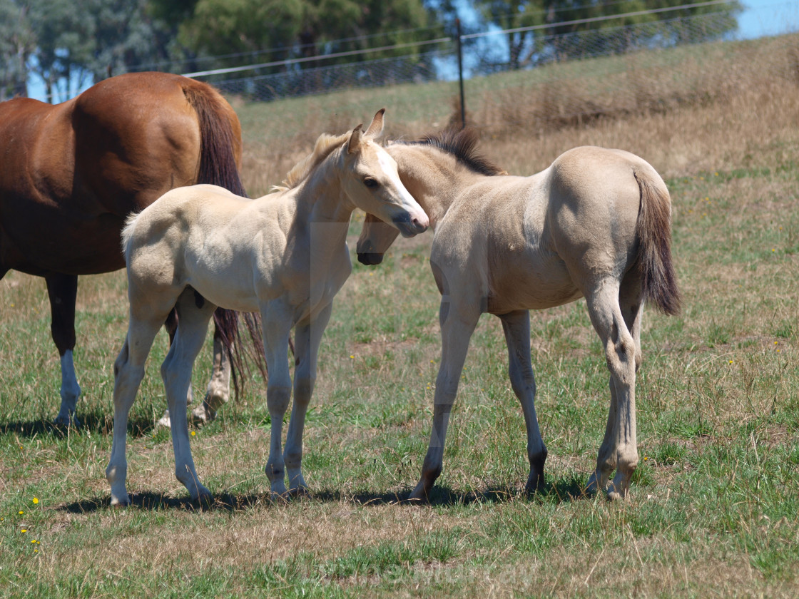 "Horses Mare and foal" stock image