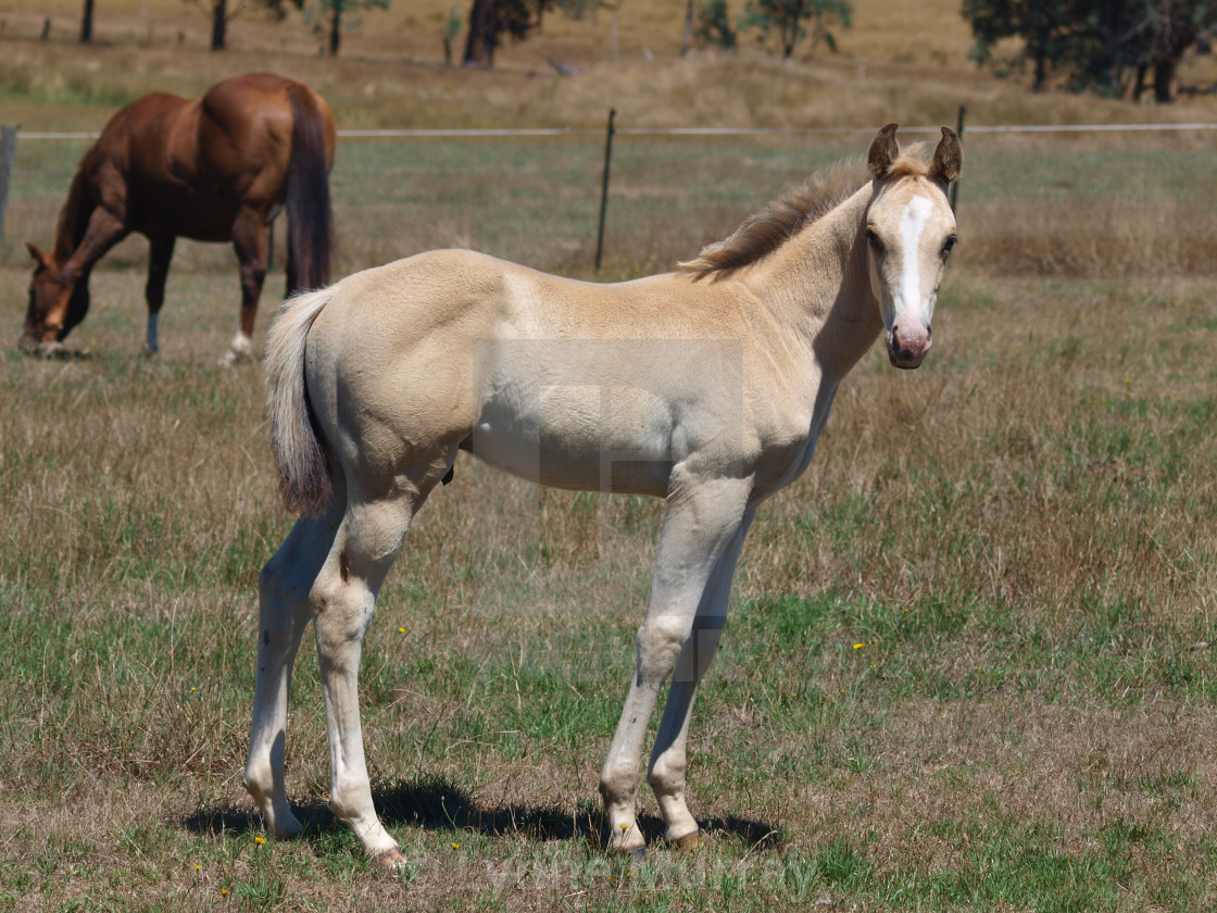 "Horses Mare and foal" stock image