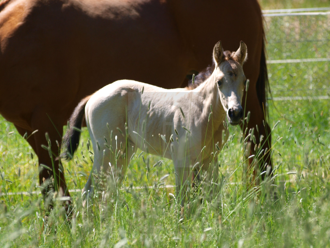 "Horses Mare and foal" stock image