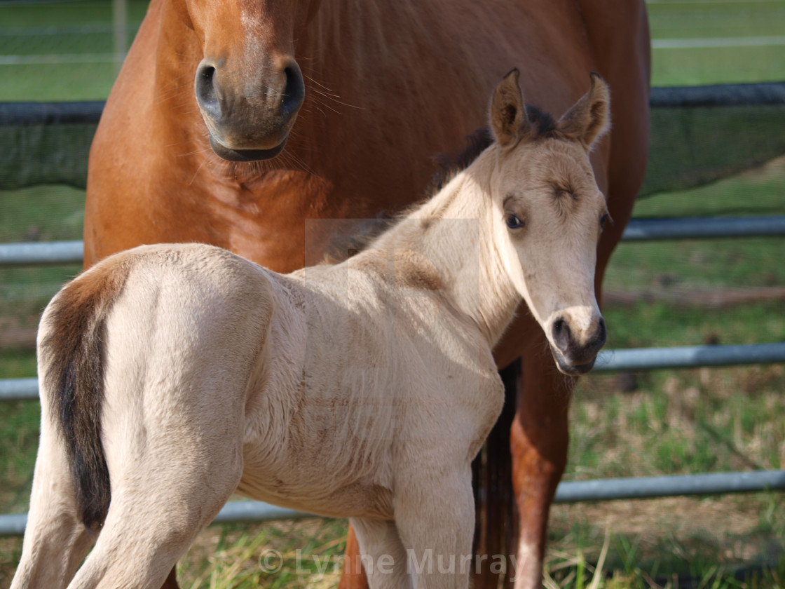 "Horses Mare and foal" stock image