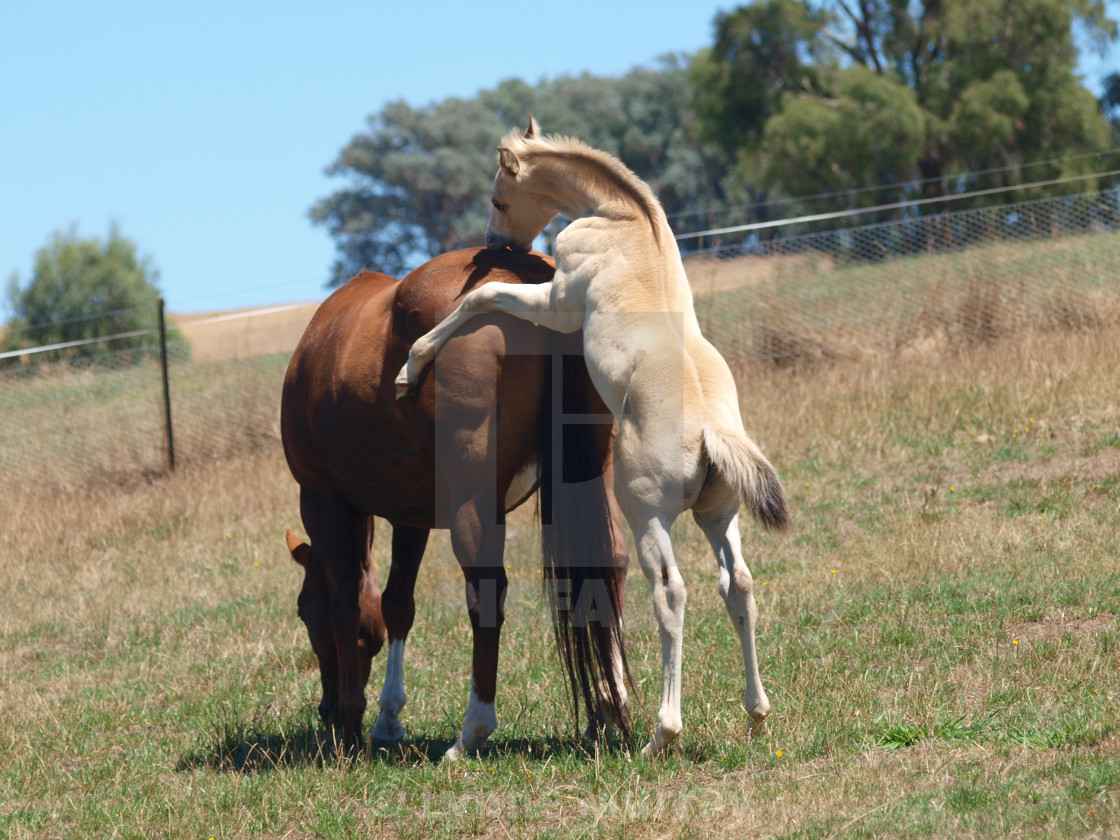 "Horses Mare and foal" stock image