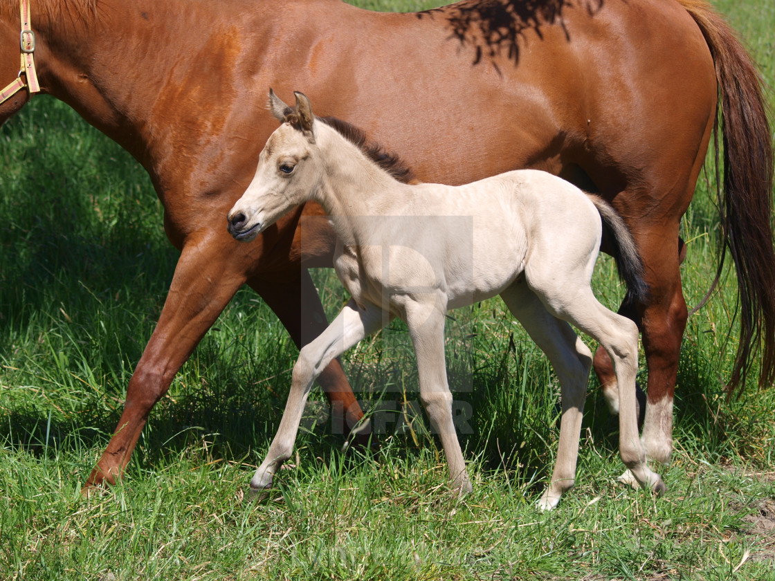 "Horses Mare and foal" stock image