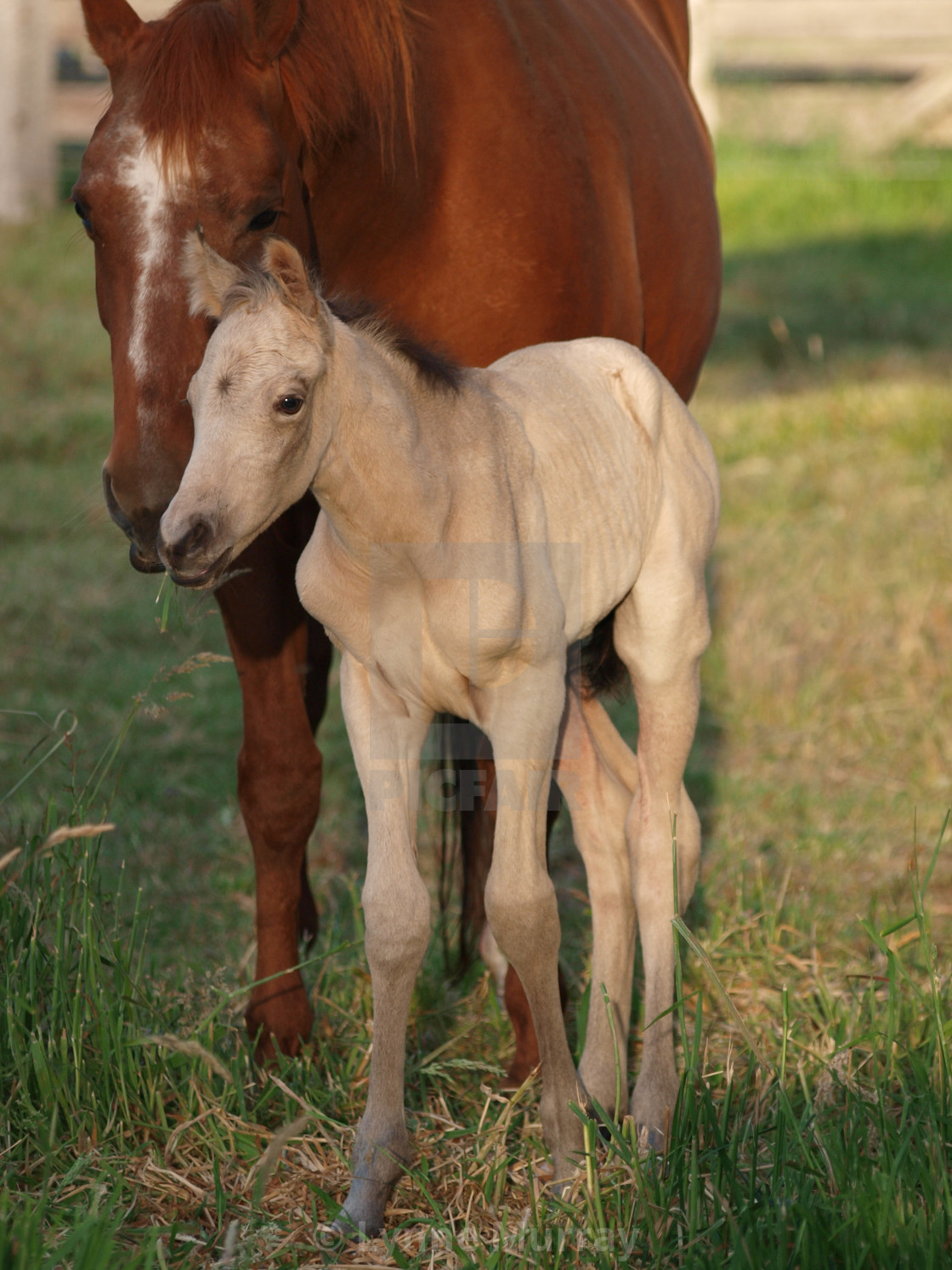 "Horses Mare and foal" stock image