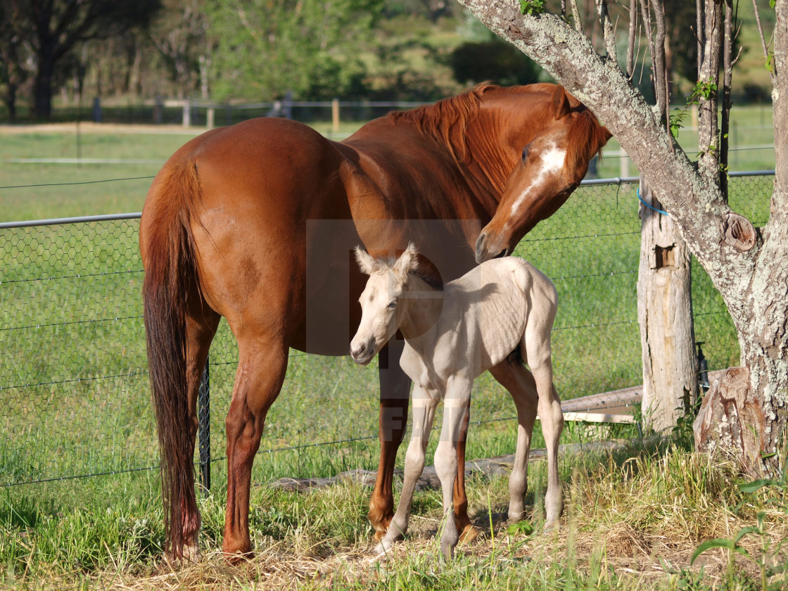 "Horses Mare and foal" stock image