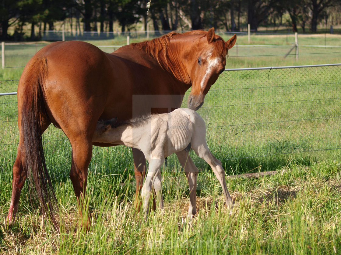 "Horses Mare and foal" stock image