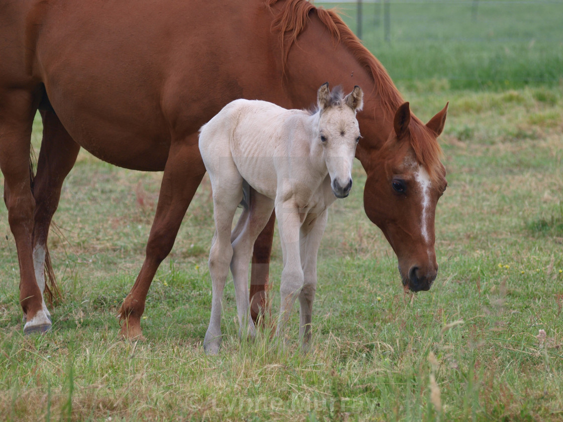 "Horses Mare and foal" stock image