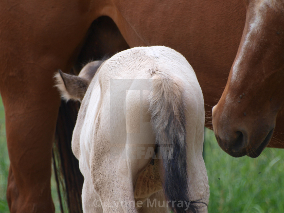 "Horses Mare and foal" stock image