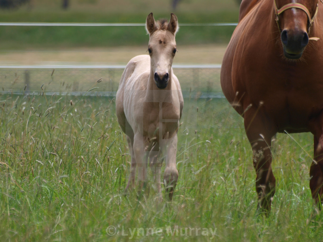 "Horses Mare and foal" stock image