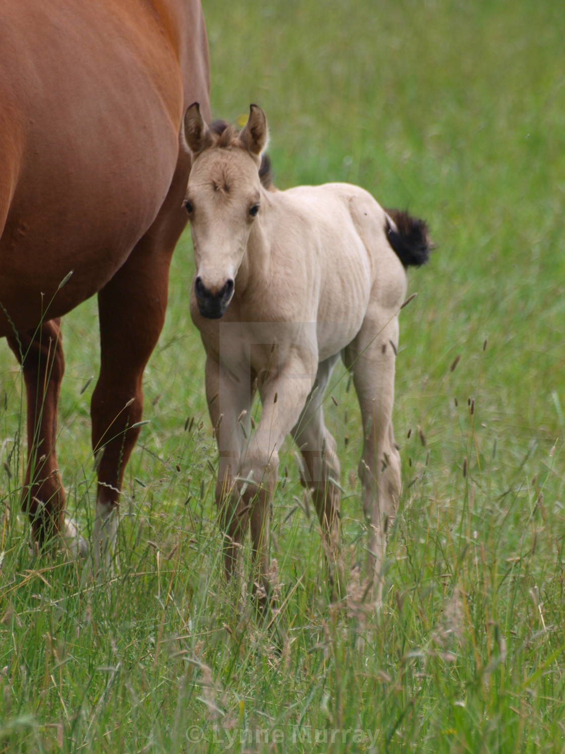 "Horses Mare and foal" stock image