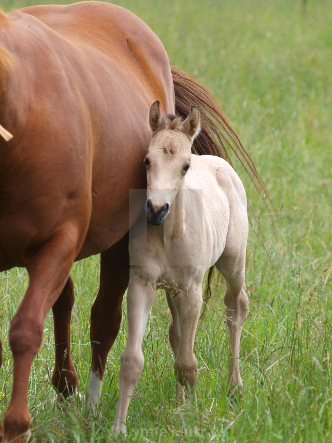 "Horses Mare and foal" stock image