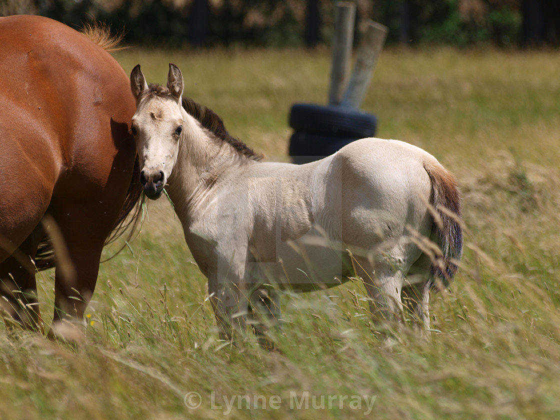 "Horses Mare and foal" stock image