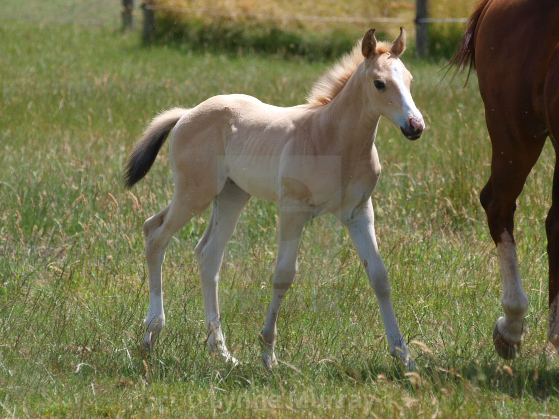 "Horses Mare and foal" stock image