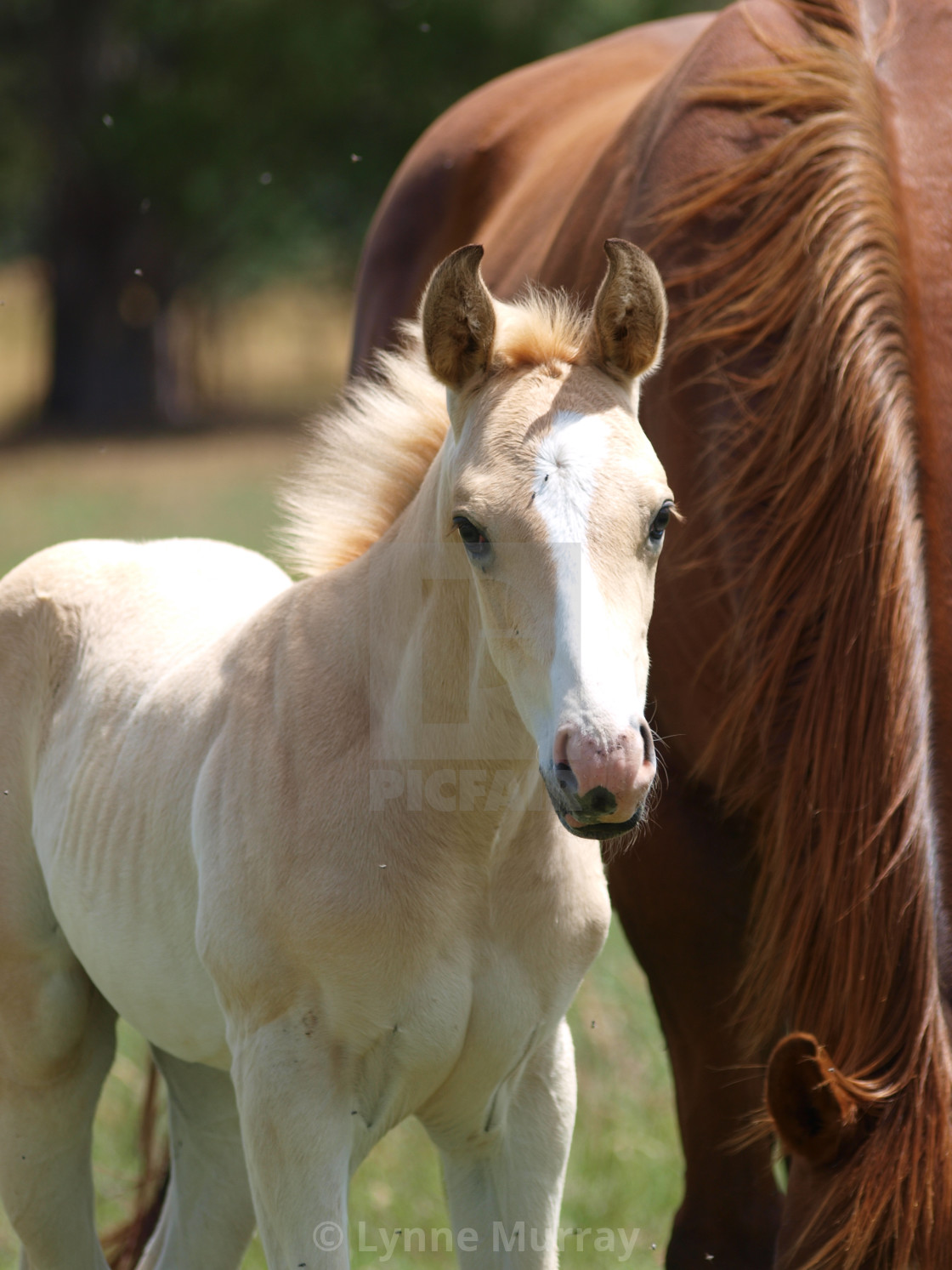 "Horses Mare and foal" stock image