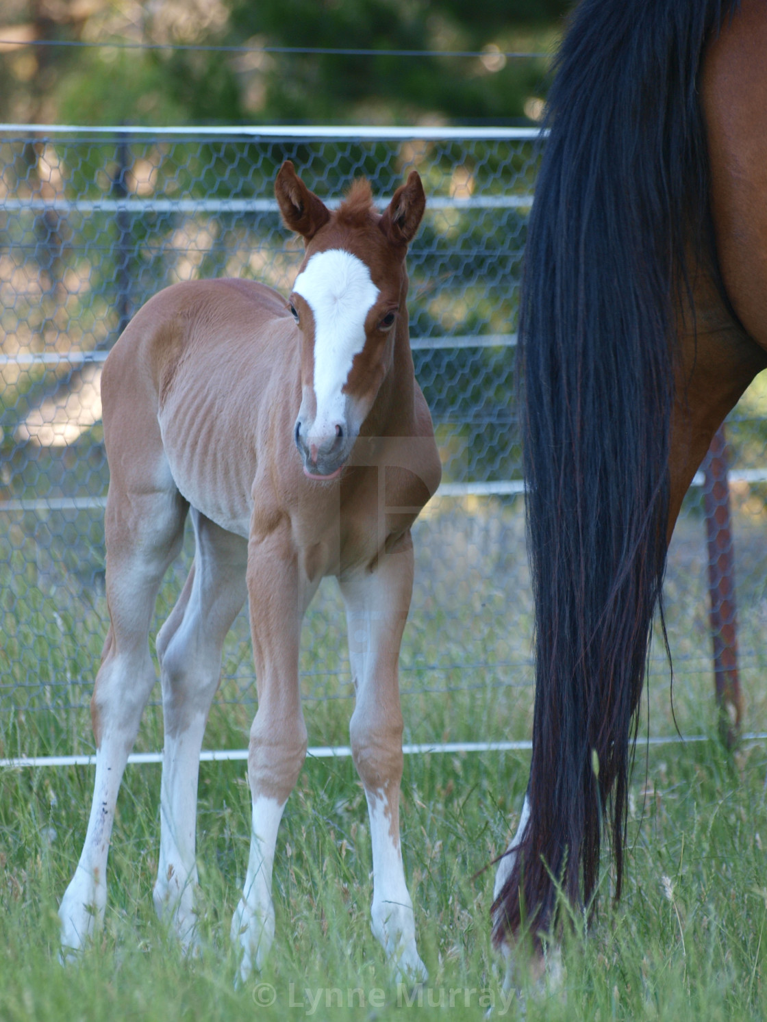 "Mare and Foal" stock image