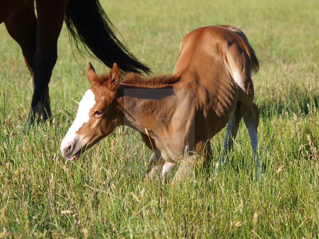 "Mare and Foal" stock image