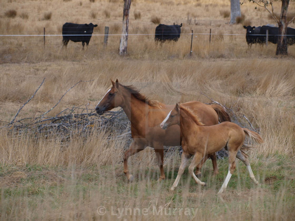 "Mare and Foal" stock image