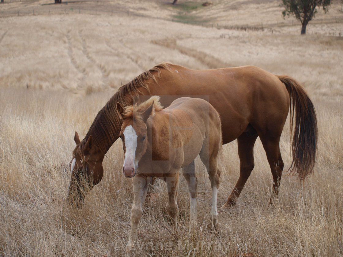 "Mare and Foal" stock image