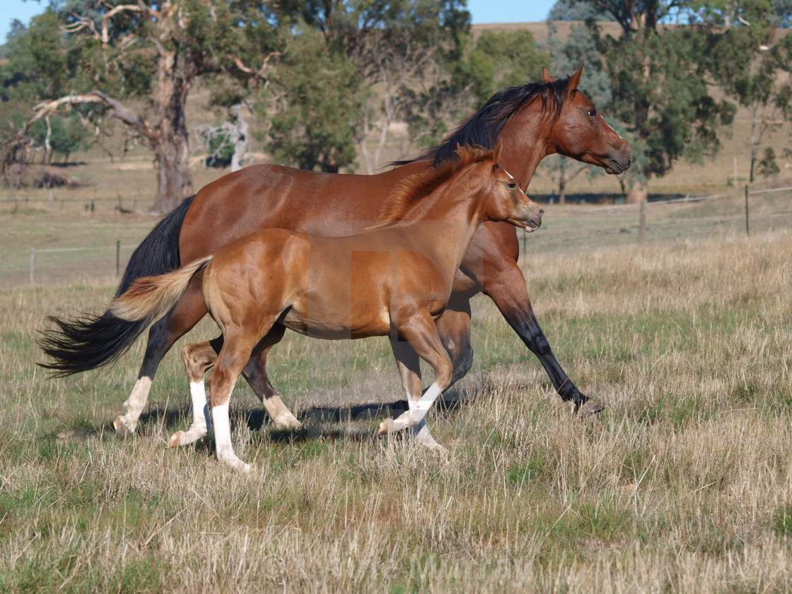 "Mare and Foal" stock image