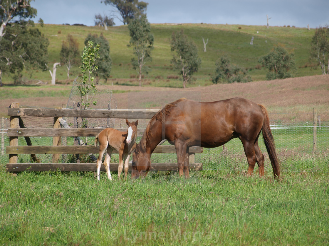 "Mare and Foal" stock image