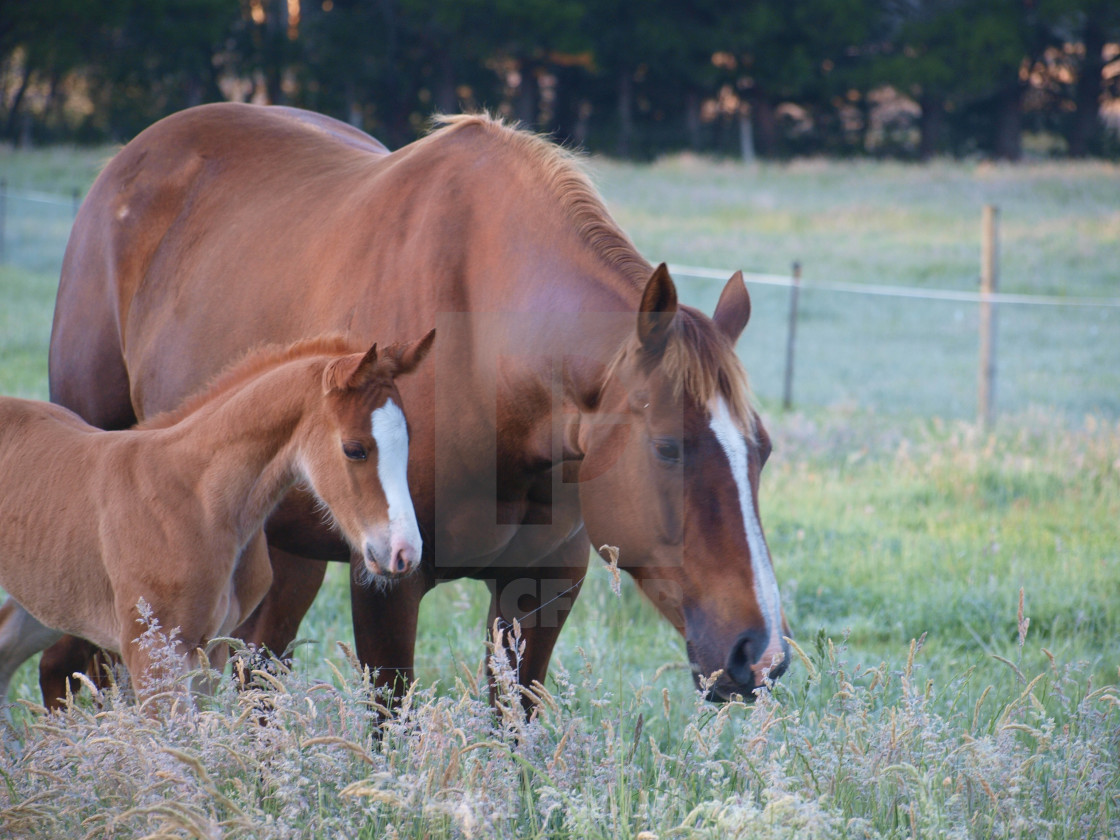 "Mare and Foal" stock image