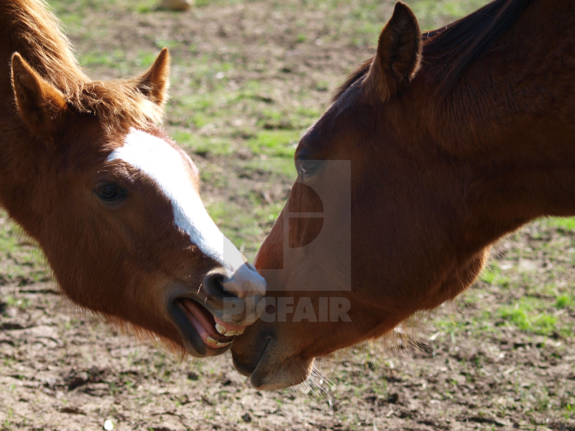 "Mare and Foal" stock image