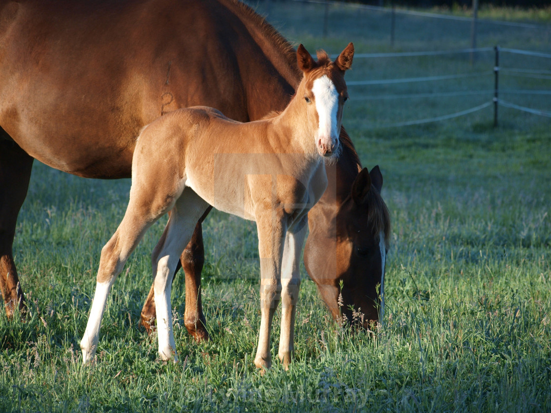 "Mare and Foal" stock image