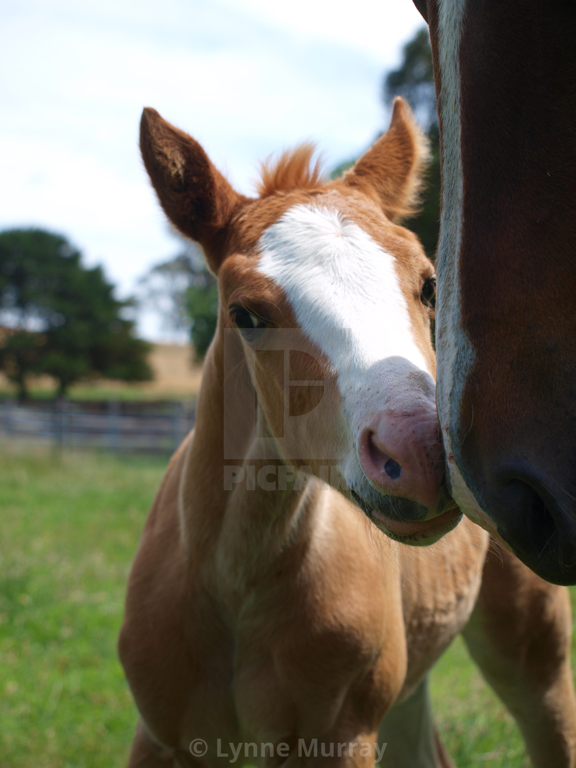 "Mare and Foal" stock image