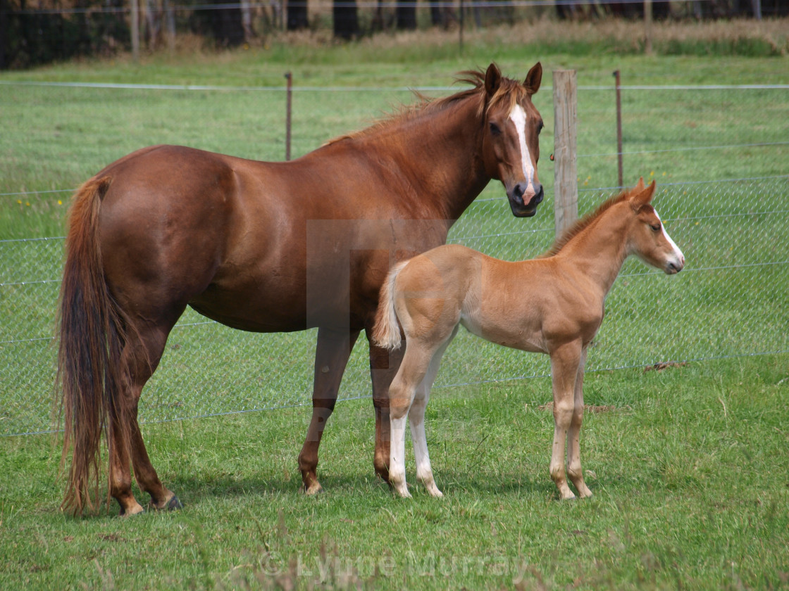 "Mare and Foal" stock image