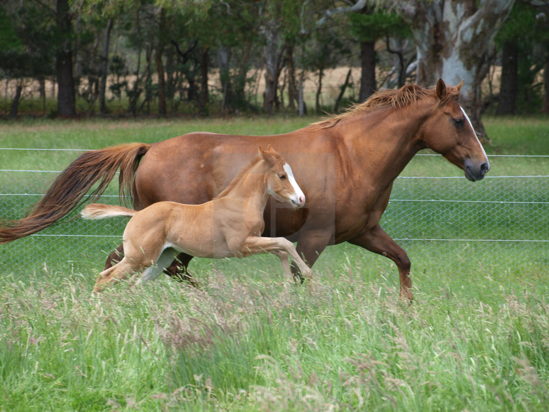 "Mare and Foal" stock image