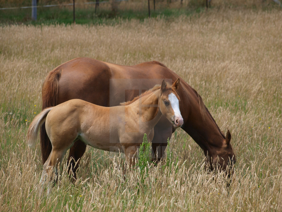 "Mare and Foal" stock image