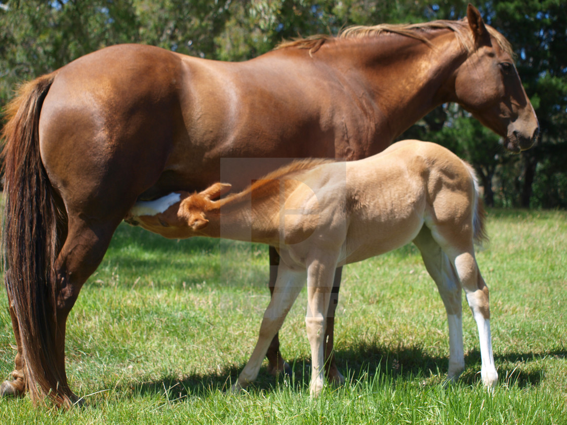 "Mare and Foal" stock image