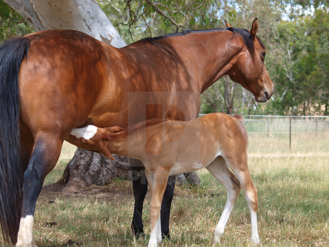 "Horses Mares and Foals" stock image