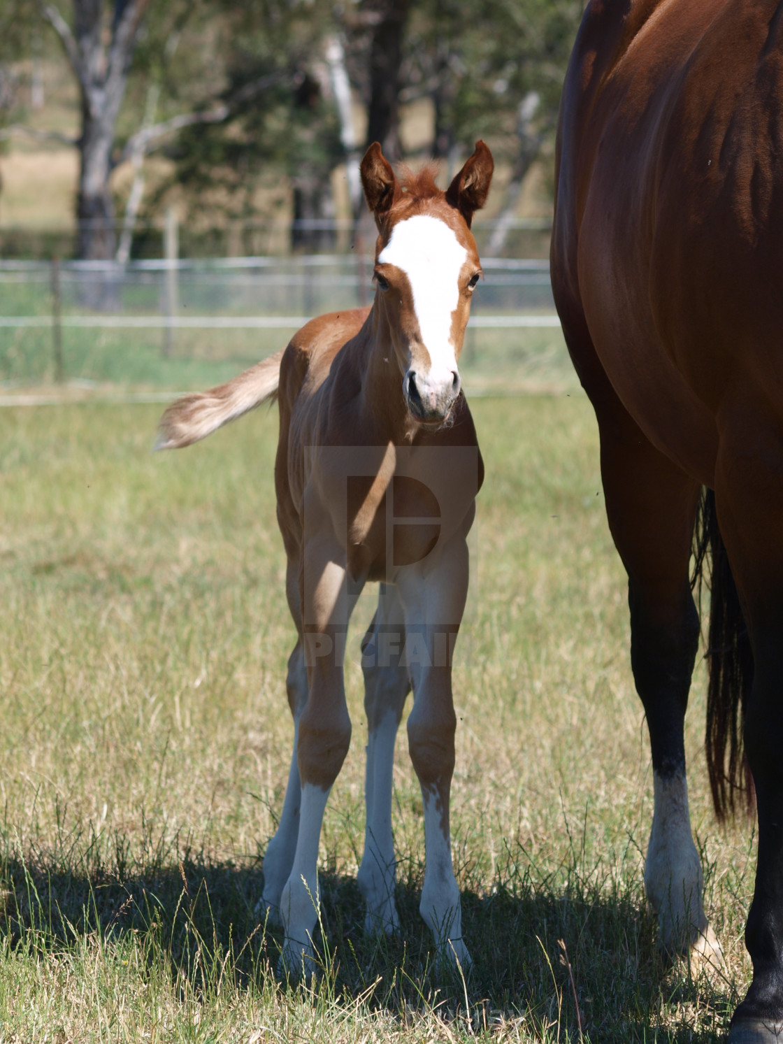 "Horses Mares and Foals" stock image