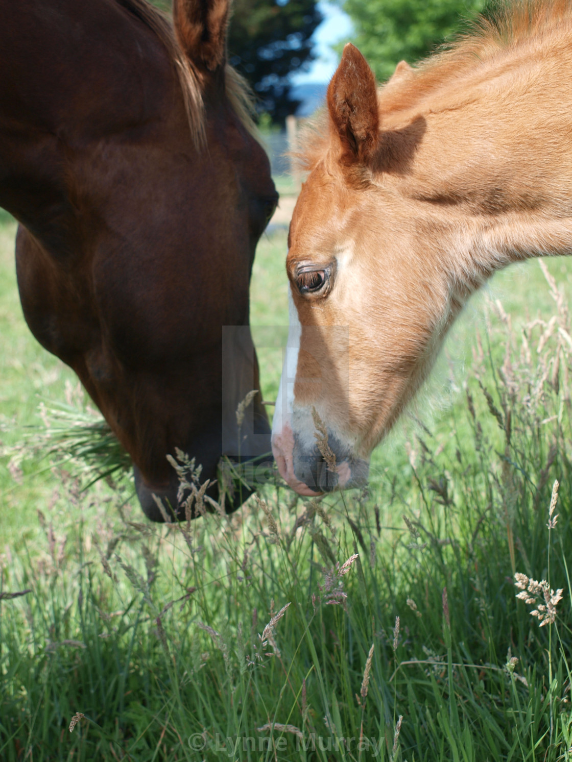 "Horses Mares and Foals" stock image